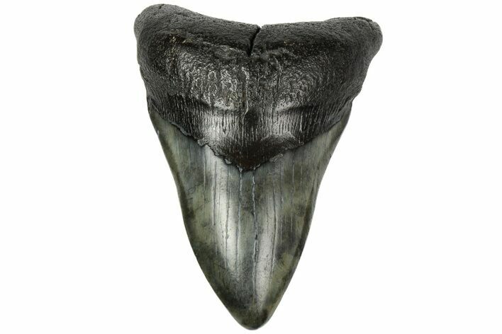 Fossil Megalodon Tooth - South Carolina #186784